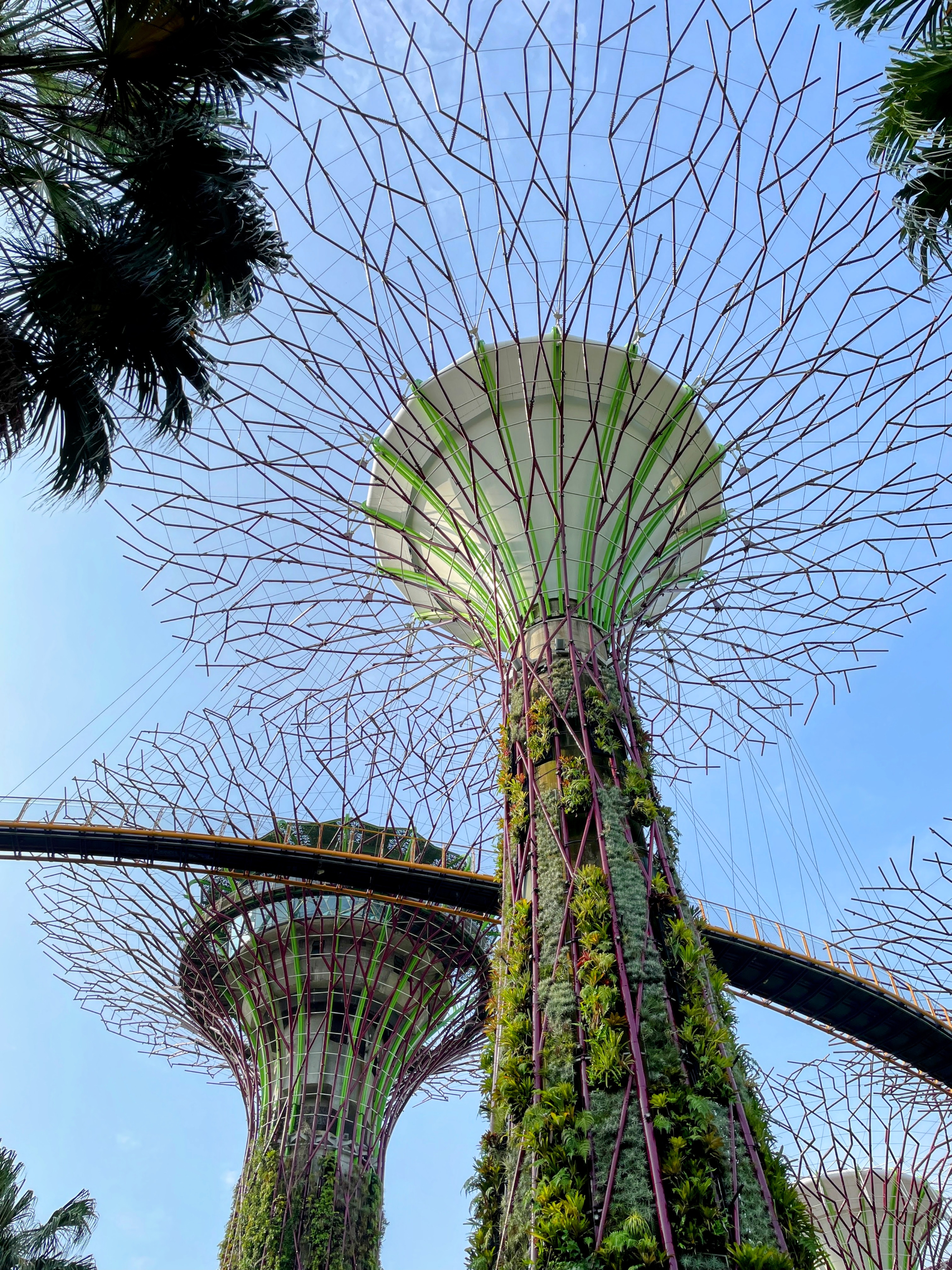 Looking up at the Supertrees at Gardens by the Bay, Singapore, with the OCBC Skyway walkway connecting them against a clear blue sky.